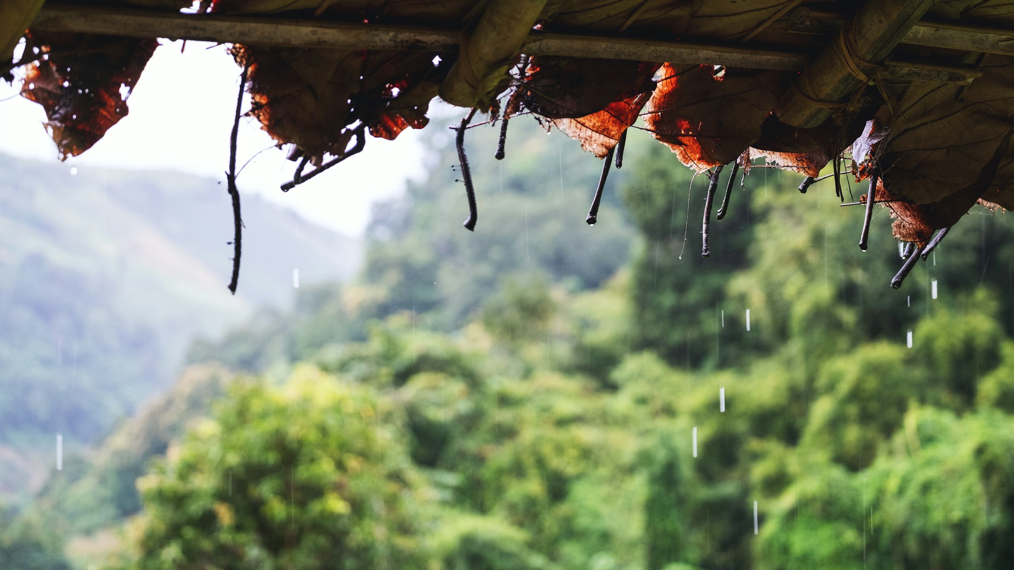 Rain is falling from the grass hut roof in countryside